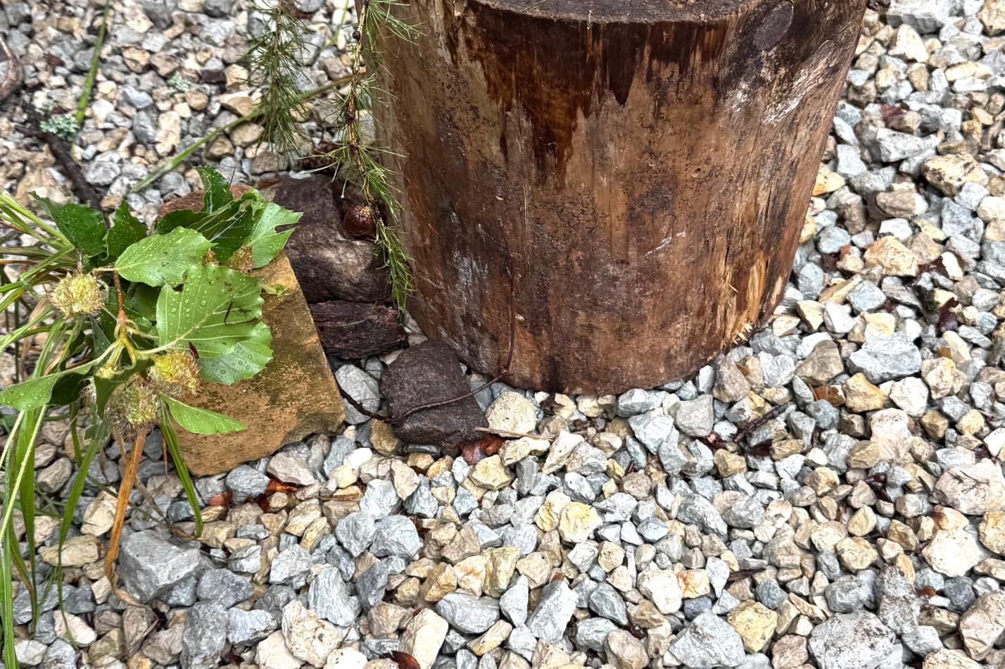 Waldwoche