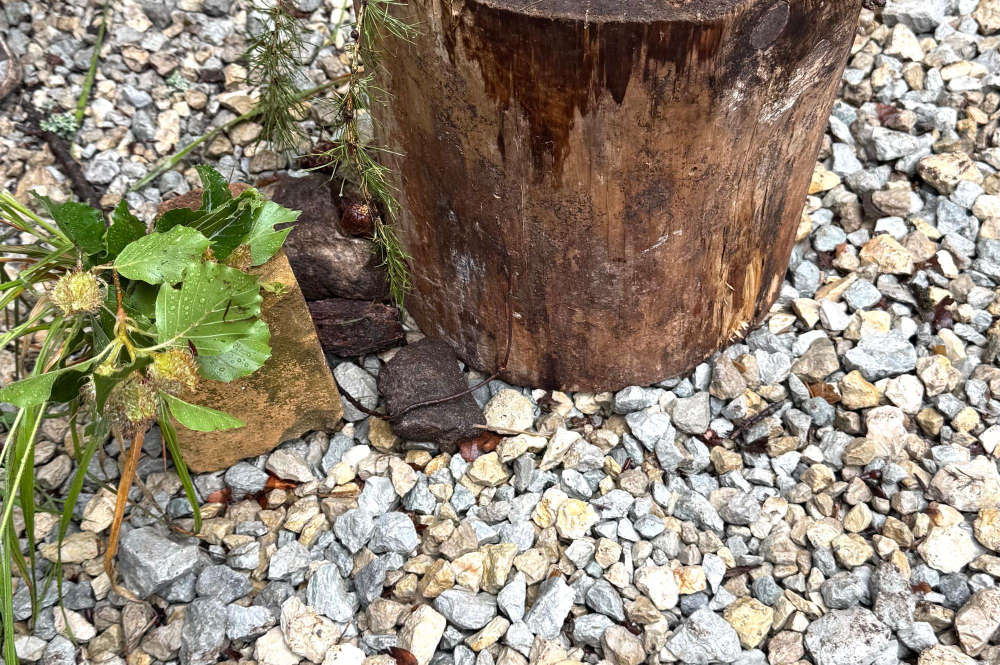 Waldwoche